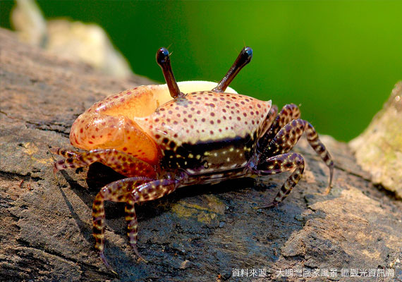 紅樹林濕地生態公園